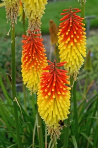 Kniphofia Royal Standard