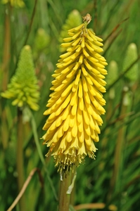 Kniphofia Sunningdale Yellow