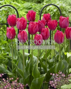 Tulip Lady van Eijk | 50 pce