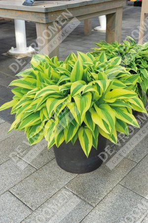 Hosta Lakeside Dragonfly | 25 pce