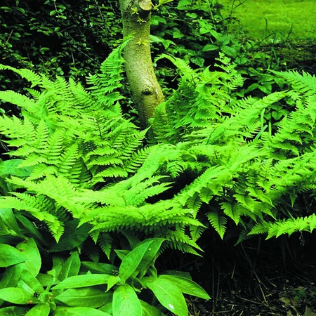 Leatherwood Fern