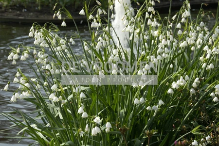 Leucojum Gravetye Giant