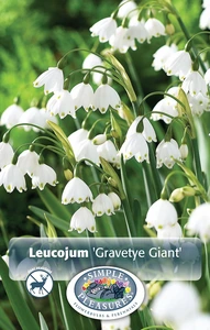 Leucojum Gravetye Giant (Spring Snowlflakes) | Cappers 10 x 15