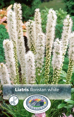 Liatris Floristan | Capper 5 x 16