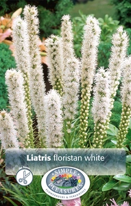 Liatris Floristan | Capper 5 x 16