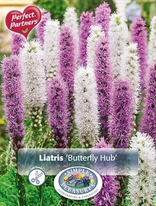 Liatris Liatris Butterfly Hub | Capper 5 x 16