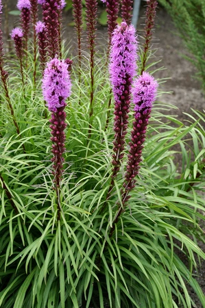 Liatris Spicata