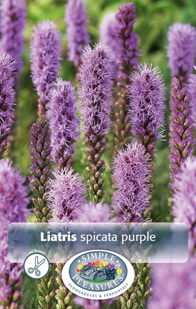 Liatris spicata | Capper 5 x 16