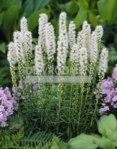 Liatris Spicata Alba