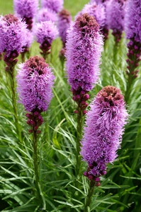 Liatris Spicata Kobold