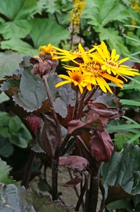 Ligularia Britt-Marie Crawford (dentata)