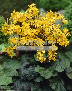 Ligularia Desdemona