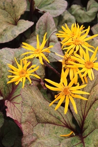 Ligularia Garden Confetti