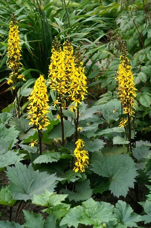 Ligularia Little Rocket PBR