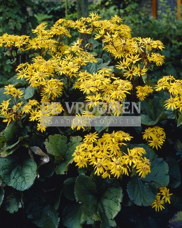 Ligularia Othello