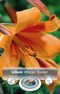 Lilium African Queen | Capper 5 x 16