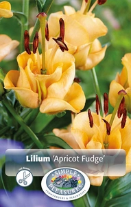 Lilium Apricot Fudge | Capper 5 x 16