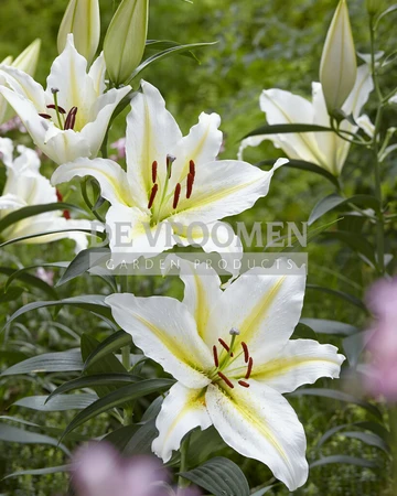 Lilium Bafferari | 25 pce