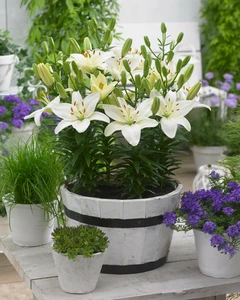 Lilium Belem