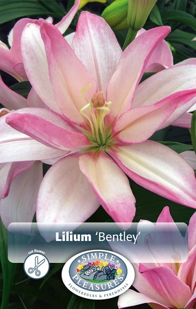 Lilium Bentley | Capper 5 x 16