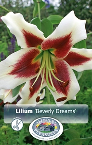 Lilium Beverly Dreams | Capper 5 x 16