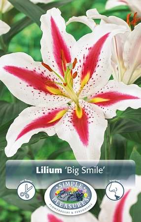 Lilium Big Smile | Capper 5 x 16