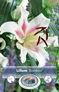 Lilium Bonbini | Capper 5 x 16