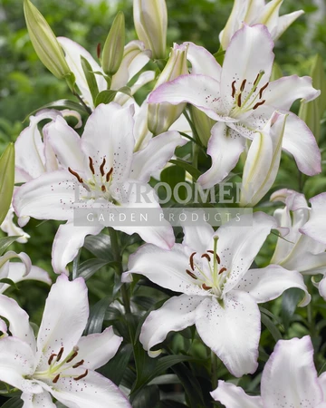 Lilium Brasilia | 200 pce