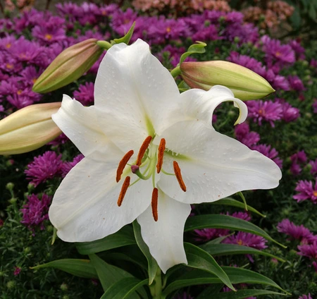 Lilium Casa Blanca | 25 pce