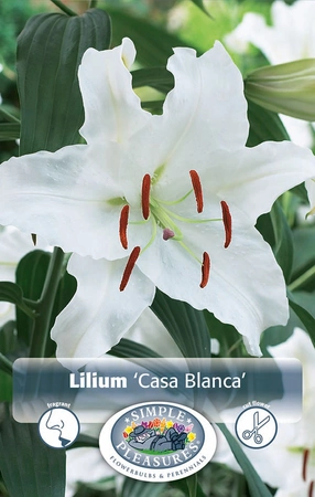 Lilium Casa Blanca | Capper 5 x 16