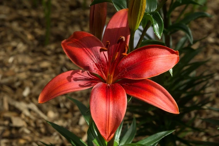 Lilium Cavoli