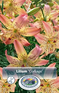 Lilium Corsage | Capper 5 x 16