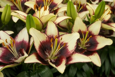 Lilium Curitiba