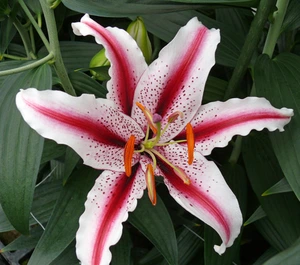 Lilium Dizzy