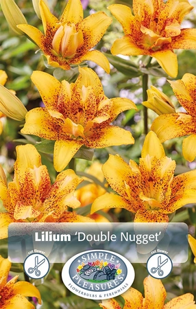 Lilium Double Nugget | Capper 5 x 16