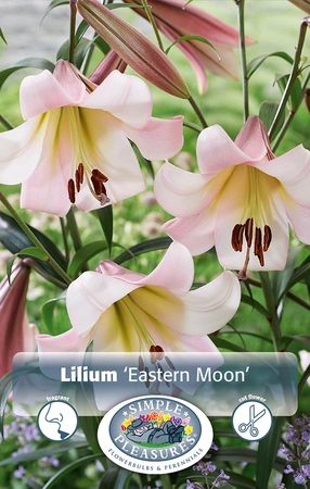 Lilium Eastern Moon | Capper 5 x 16