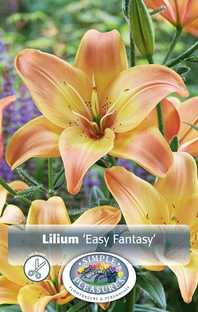 Lilium Easy Fantasy | Capper 5 x 16