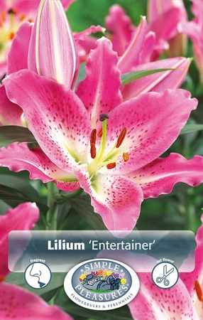 Lilium Entertainer | Capper 5 x 16