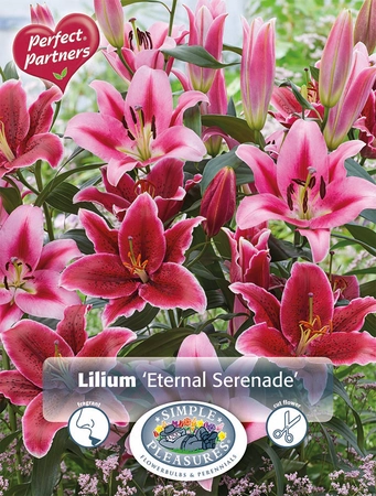 Lilium Eternal Seranade | Capper 5 x 16