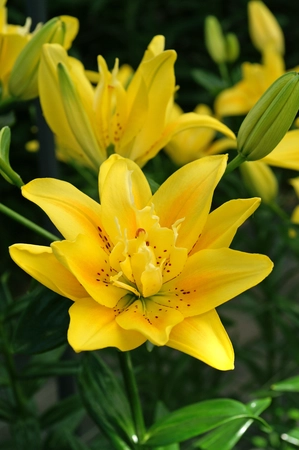 Lilium Fata Morgana