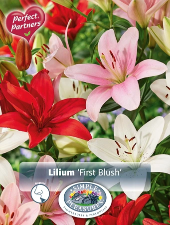 Lilium First Blush | Capper 5 x 16