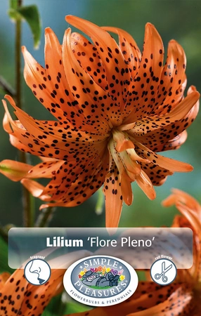 Lilium Flore Pleno | Capper 5 x 16