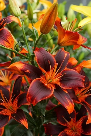 Lilium Forever Susan