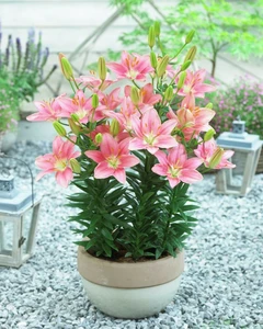 Lilium Foxtrot