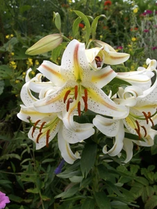 Lilium Garden Party (oriental)