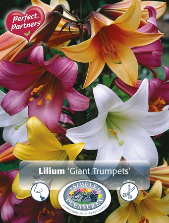 Lilium Giant Trumpets | Capper 5 x 16