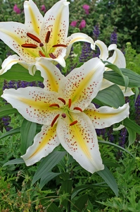 Lilium Gold Band