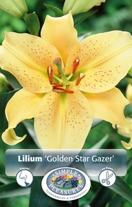 Lilium Golden Stargazer | Capper 5 x 16