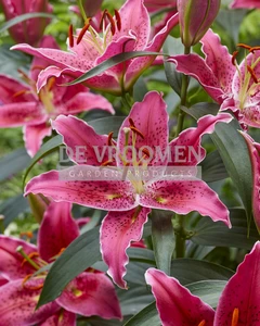 Lilium Gomera