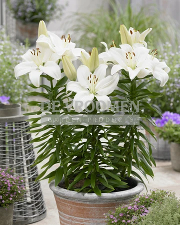 Lilium Gwenn | 50 pce